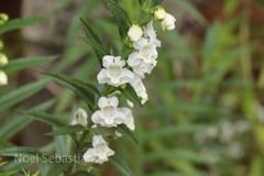 Angelonia salicariifolia